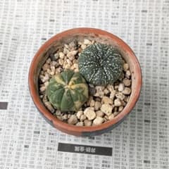 アストロフィツム 兜丸錦&兜丸 サボテン セット おまけ付 - メルカリ