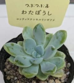 つぶつぶ屋さん《 わたぼうし》抜き苗　札なしのサムネイル