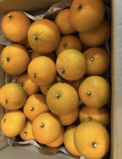今季最終　　農薬・ワックス不使用　スイートスプリング4〜5キロ(約25個)のサムネイル