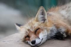 専用ですのサムネイル