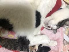 necoちゃん確認用！のサムネイル