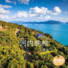 河内晩柑訳あり箱込み10kgのサムネイル
