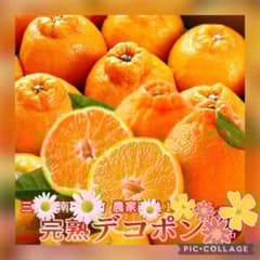 ☆限定破格☆和歌山産☆訳ありデコポン不知火8〜10玉入箱☆ミカン