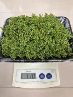 ★にょろにょろ様専用★山椒の花蕾100g／新芽100gのサムネイル