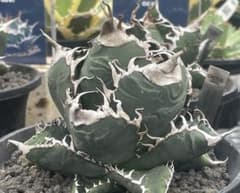 レア【台湾産】アガベ スーパーチタノタ悪魔くん スパチタ BAKEMONO