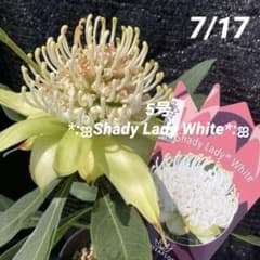 ②*ஐ真っ白なブラシの様な花*:ஐテロペア・苗木【シェイディレディホワイト】5号 ①*ஐ真っ白なブラシの様な花*:ஐテロペア・苗木【シェイディレディ