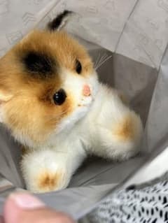 三毛猫 ぬいぐるみ リアル ふわふわのサムネイル