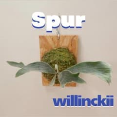 ビカクシダ ウィリンキー シュプール spur 板付株 S-4 - メルカリ