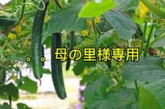 母の里様専用 きゅうり苗 16苗セット 耐病種 家庭菜園のサムネイル
