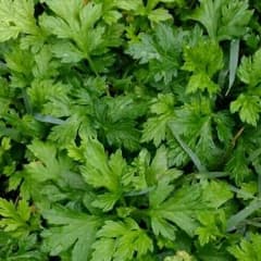 沖縄産ヨモギ苗5本セット♪のサムネイル