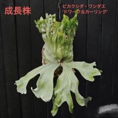 m*a様 MS390 5株セットビカクシダ・ワンダエ ‘ドワーフ＆カーリング’ MS154 5株セット ビカクシダ・ワンダエ 'ドワーフ＆カーリング' - メルカリ