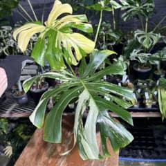Monstera Deliciosa “Blue Mint”珍しいコレクション株 - メルカリ
