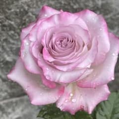 バラ苗(68)四季咲き 超強健 レア 切花 長花持ち - メルカリ