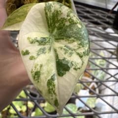 美株 アロカシア シヌアータ アルボ - メルカリ