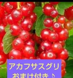 アカフサスグリ 苗カシスのサムネイル