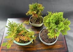ミニ盆栽　岩松 イワヒバ　樹齢約15年 以上　銘品3種セット!のサムネイル