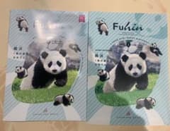 楓浜　パンダ　アドベンチャーワールド一歳記念非売品！クリアファイルのサムネイル