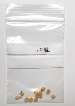 【無農薬】キャロライナリーパー　種　10粒のサムネイル