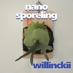 ビカクシダ willinckii nano ウィリンキー ドワーフ 板付 N-1 ビカクシダ willinckii nano ウィリンキー ドワーフ 板付 N-8 - メルカリ