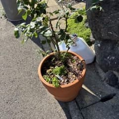 まこかおにっく様専用50のサムネイル