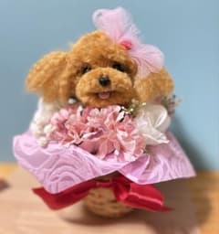 見本 母の日 トイプードル レッド 母の日ギフト プレゼント 羊毛 