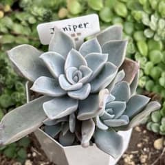 31.【札付き】Juniper 錦玉園 多肉植物 エケベリア - メルカリ