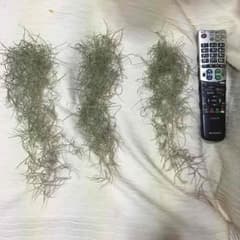 今日限定！エアプランツ(スパニッシュモス)のサムネイル