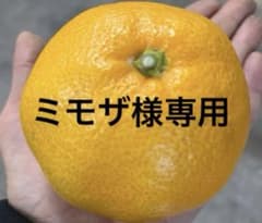 有田みかん　純宝丸　訳あり河内晩柑 サイズ混合9㎏入りのサムネイル