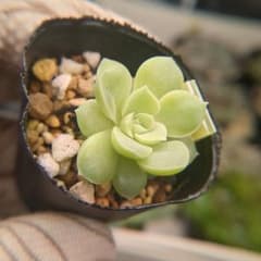 ミックスベリア マスカットキャンディ - メルカリ