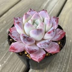20.多肉植物 エケベリア 韓国苗 名無し 多肉植物20フェロモン エケベリア 韓国苗 - メルカリ