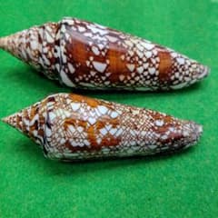 インドハデミナシ140ミリ、ベンガルイモ111ミリ貝殻標本 2個セットのサムネイル