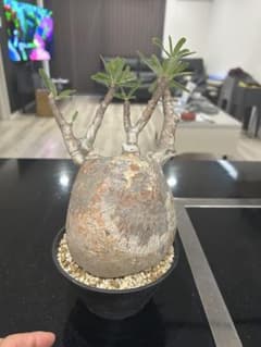 パキポディウム グラキリス 塊根植物 コーデックスのサムネイル