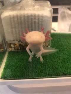 ケイミー様　確認用のサムネイル