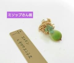 ミソップさん苗  発根多め肉厚葉挿し エレイン交配 エレイン×チワワエンシスのサムネイル
