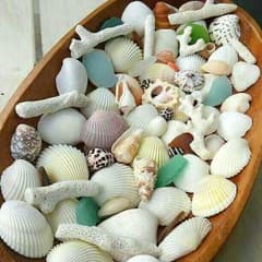 貝殻☆珊瑚☆シーグラスセットのサムネイル