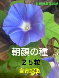 朝顔 種 25粒 自家採種 アサガオ タネ あさがお 種 - メルカリ