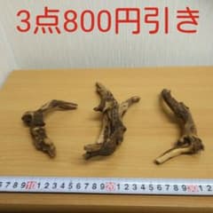 マングローブ系小流木3本セット②　　　アクアリウム　　同時購入300円引き‼️のサムネイル