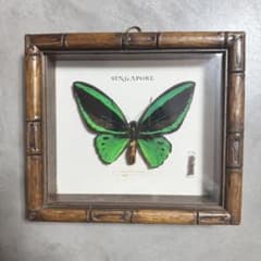 メガネアゲハ 標本 precis lemonias lemonias メガネアゲハ 標本 precis lemonias lemonias - メルカリ