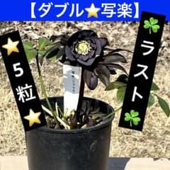 ❤️202❤️☘️ラスト☘️⭐️クリスマスローズ⭐️自然交配種子