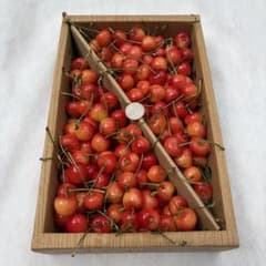 1-3 本日収穫　山形県産　さくらんぼ　1kg 紅秀峰　Mサイズ以上　訳あり品のサムネイル