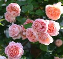 バラ苗 挿し木苗 アブラハム ③ - メルカリ