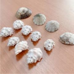 天然貝殻セットのサムネイル