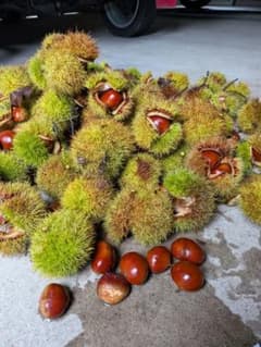 新鮮な栗(利平栗:大粒) 　約1Kg 収穫分ずつ順次出荷‼️のサムネイル