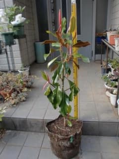 タイサンボク ケイパレス 常緑樹 約70cm - メルカリ