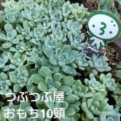 つぶつぶ屋✡️おもち 多頭 10頭✡️多肉 抜き苗 つぶー 寄せ植 つぶお