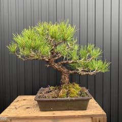 黒松　盆栽のサムネイル