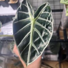 アロカシア⭐︎ハートバルーン②のサムネイル