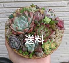 とも様専用です！のサムネイル