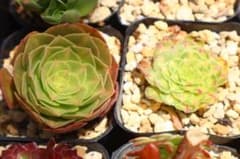アエオニウム2品種セット「抹茶&知否」 - メルカリ