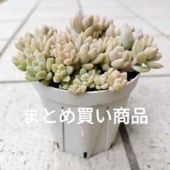 まつみ様 リクエスト 2点 まとめ商品のサムネイル